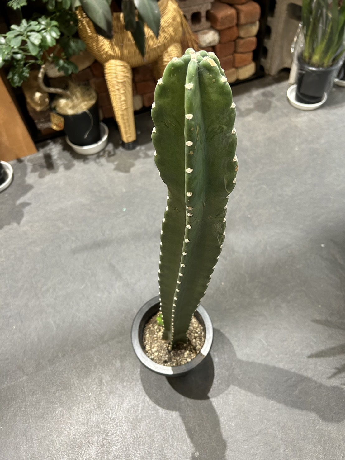 写真：とうがらし